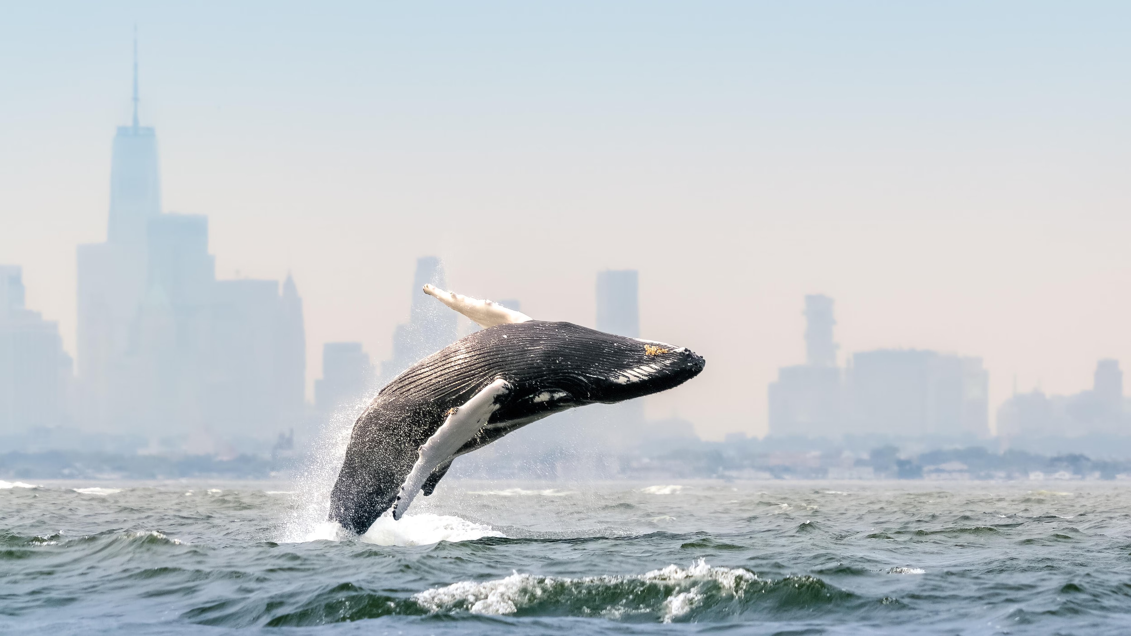 A shot from Blue Planet III showing natural ocean life with realistic imperfections.